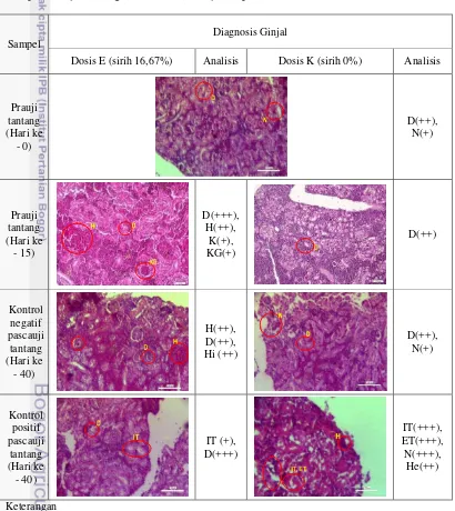 Gambar 7  Histopatologi ginjal hari ke-0, hari ke-15 dan hari ke-40 