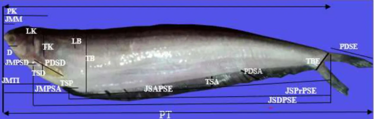 Gambar 1. Sketsa pengukuran morfometrik ikan C. scleronema 