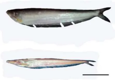Tabel 1.  Hasil  Analisis  Uji  t  Nisbah  Karakter  Morfometrik  Ikan  C.  scleronema  Jantan  dan  Betina  di  Desa Langgam dan Desa Mentulik (Lanjutan) 