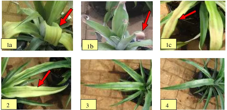 Gambar 2     1. Perlakuan tanaman nanas dengan inokulasi PMWaV dan infestasi kutu.  1a) Gejala curling, 1b) Gejala  mati ujung daun,  1c)  Gejala merah; 2