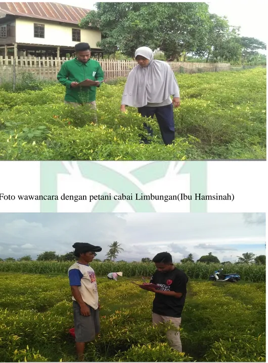Foto wawancara dengan petani cabai Limbungan(Ibu Hamsinah) 