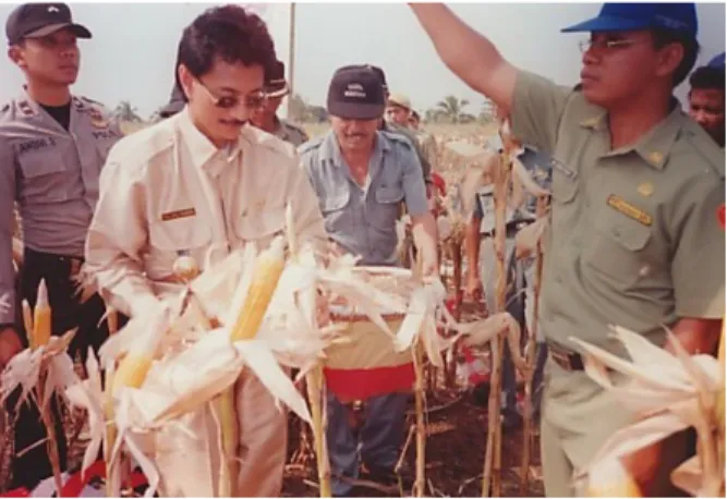 Gambar 3. Panen perdana jagung oleh Gubernur Jambi pada pengkajian SUP di Lambur  Luar, Kab.Tanjung Jabung Timur, Provinsi Jambi  