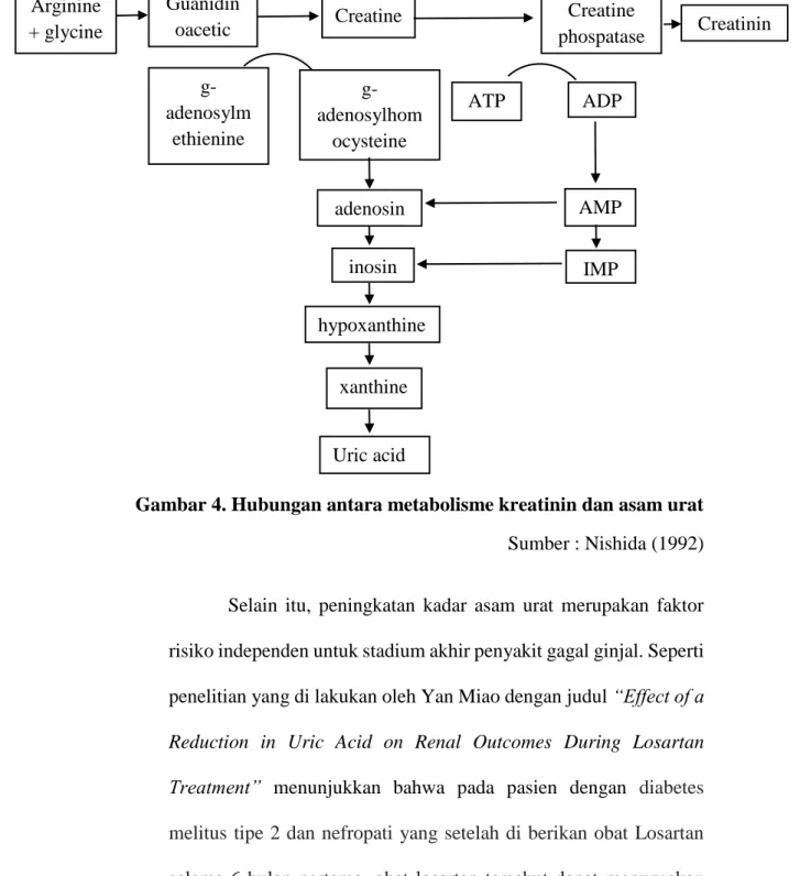 Gambar 4. Hubungan antara metabolisme kreatinin dan asam urat  Sumber : Nishida (1992) 