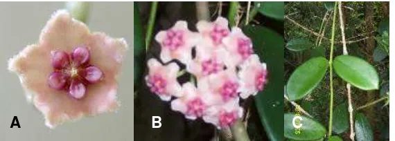 Gambar 1. H. diversifolia  Bl.; A. Individu bunga ; B. Bunga majemuk berbentuk umbell; C