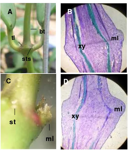 Gambar 3. Morfologi buku H. diversifolia Bl. (A) sebelum terjadi induksi bunga: stipule scars (sts), tunas lateral (tl), batang yang merupakan perkembangan dari meristem apikal (bt), dan (C) pada fase induksi: meristem lateral (ml), stipule (st)