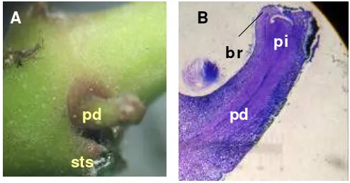 Gambar 4. A. Morfologi buku H. diversifolia  Bl. pada fase inisiasi: peduncle (pd), stipule scars (sts)