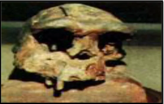 Gambar 2. Koleksi Fosil Manusia Purba di Museum Sangiran 