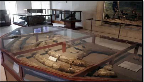 Gambar 4. Koleksi Fosil Binatang Air di Museum Sangiran 