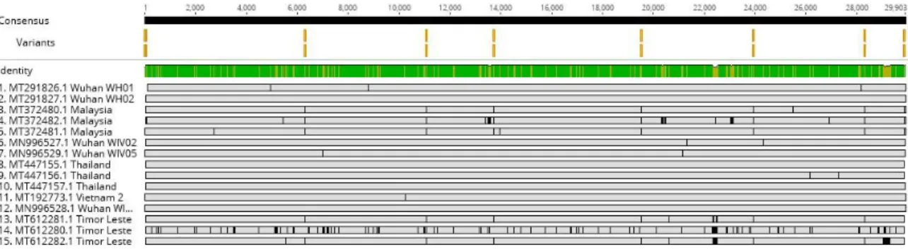 Gambar 2. Hasil multiple alignment ClustalW. Garis vertikal berwarna oranye menunjukkan posisi dijumpai  single  nucleotide  polymorphism  (SNP)  pada  sekuens  genom  virus  SARS-CoV-2