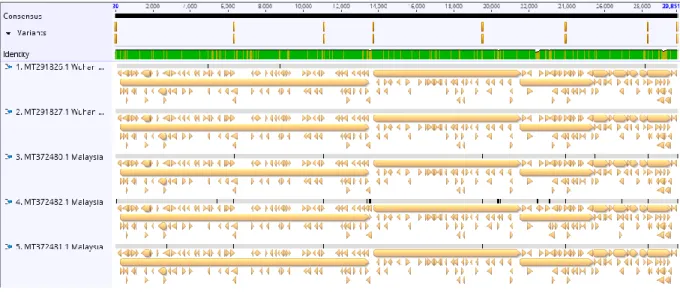 Gambar 3. Prediksi  letak gen (ORF) pada genom virus, ditandai  garis horizontal  coklat muda