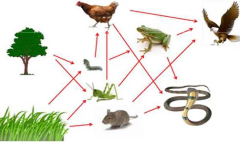 Gambar  Jaring-jaring makanan  Sumber: ilmulingkungan.com 