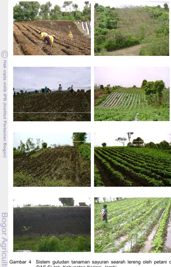 Gambar  4 Sistem  guludan  tanaman  sayuran  searah  lereng  oleh  petani  di  DAS Siulak, Kabupaten Kerinci, Jambi