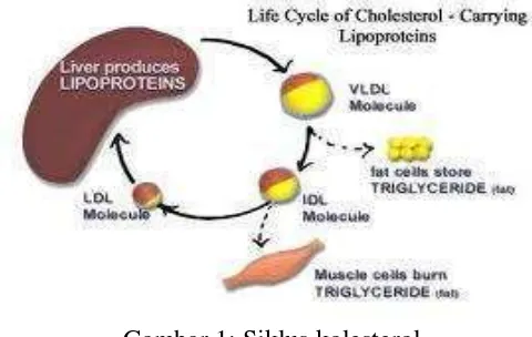 Gambar 1: Siklus kolesterol  