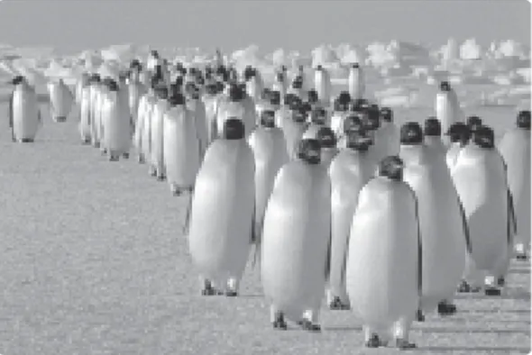 Gambar 1.7 Penguin mampu bertahan hidup di daerah kutub es yang dingin
