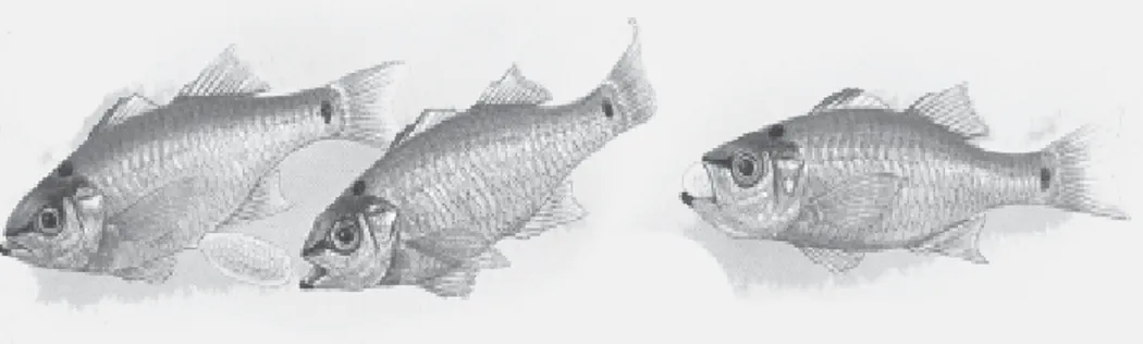 Gambar 2.13 Ikan mujair sang pengeram mulut. Setelah betina bertelur, pejantan segera menyimpan telur di mulutnya sampai telur tersebut menetas
