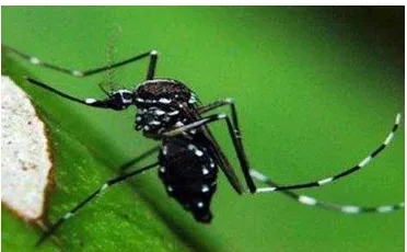 Gambar 2.2 Nyamuk Aedes aegypti 