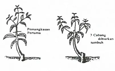 Gambar 2. Pemangkasan Pertama 