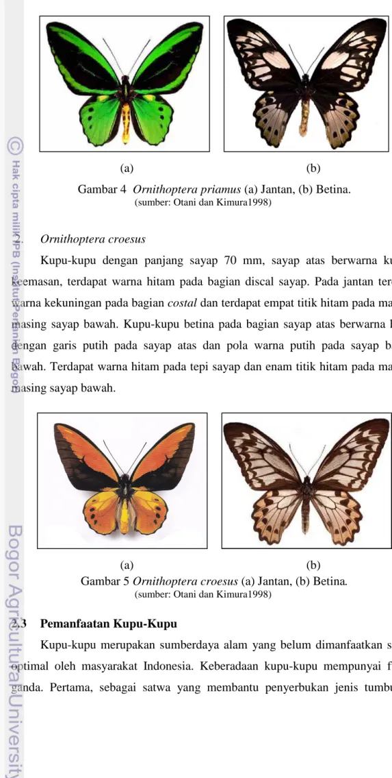 Gambar 4  Ornithoptera priamus (a) Jantan, (b) Betina. 