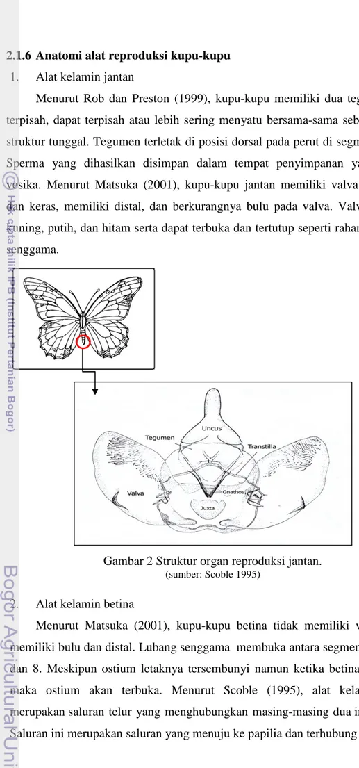 Gambar 2 Struktur organ reproduksi jantan. 