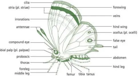 Gambar 2.9. Morfologi Imago Ordo Papilionidae  Sumber : Woodhall, 2013 