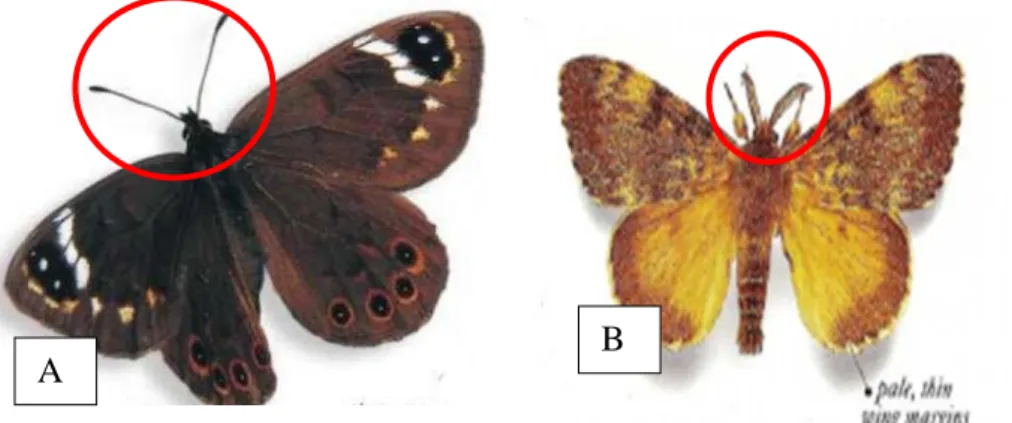 Gambar 2.1. Tipe Antena Kupu-kupu; A. Kupu-kupu siang ; B. Kupu-kupu  malam (moth) 