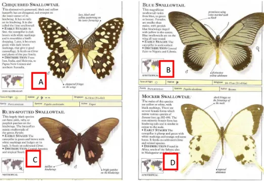 Gambar 2.3. Beberapa Contoh Kupu-kupu Swallow tails ; A. Papilio demoleus ;  B. Papilio zalmoxis ; C