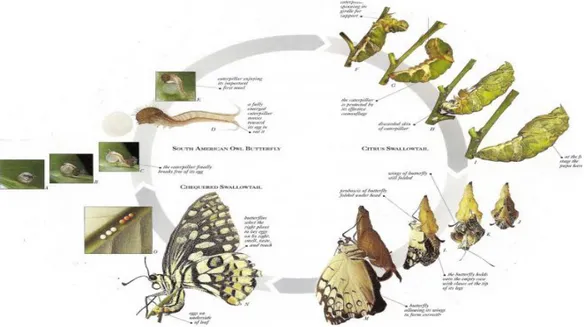 Gambar 2.4. Morfologi Papilio memnon jantan dan betina  Sumber : Wangdi dan Sherub, 2012 