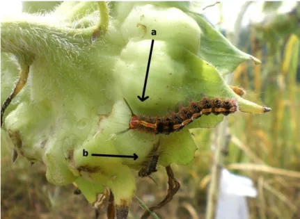 Gambar 9  Ulat  Euproctis  virguncula  (Lepidoptera: 