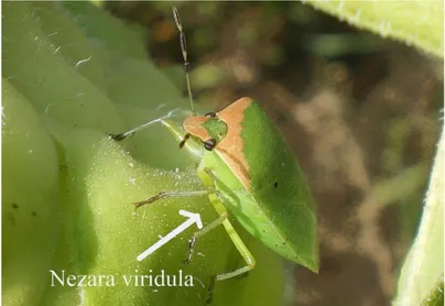 Gambar 13  Kepik hijau Nezara viridula (Hemiptera: 