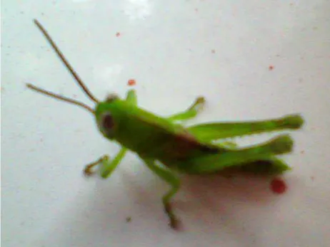 Gambar 3  Nimfa belalang Oxya sp. (Orthoptera: Acrididae) 