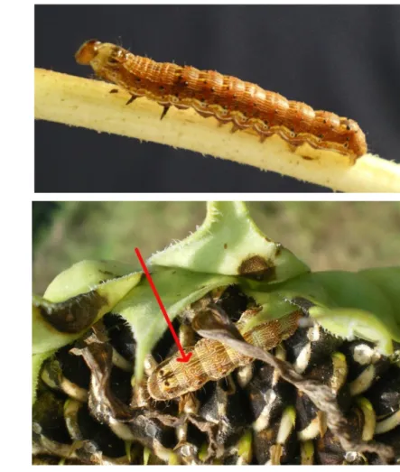 Gambar 4   Ulat penggerek tongkol jagung, Helicoverpa armigera (Lepidoptera: 