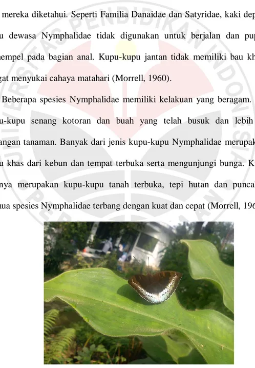 Gambar 2.1. Euthalia monina (Nymphalidae)   (Sumber: Dokumen Pribadi) 