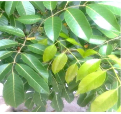 Gambar 7. Daun Kenari 