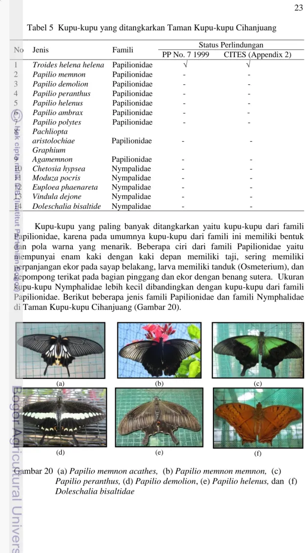 Gambar 20  (a) Papilio memnon acathes,  (b) Papilio memnon memnon,  (c)  Papilio peranthus, (d) Papilio demolion, (e) Papilio helenus, dan  (f)  Doleschalia bisaltidae 