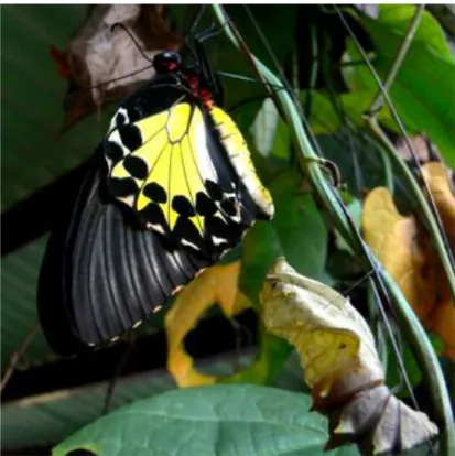 Gambar 1.  Kupu-kupu T. helena betina baru keluar dari kepompong bergantung  di tumbuhan pakan A