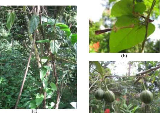 Gambar 3.   Tumbuhan A. tagala : (a) merambat pada batang tumbuhan lain, (b)  mempunyai bunga berbentuk pipa, dan (c) mempunyai buah 