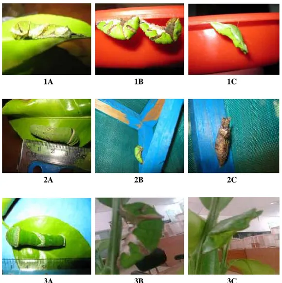 Gambar 1.  1A).  Larva instar 5, 1B). prepupa, dan 1C). pupa  dari  Papilio  polytes,      2A)