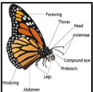 Gambar 2.1. Morfologi Kupu-kupu  [Sumber: http://www.flmnh.ufl.edu] 