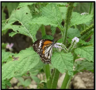 Gambar 2.8. Kupu-kupu Dewasa Danaus melanippus  [Sumber: Dokumentasi Pribadi, 2014] 