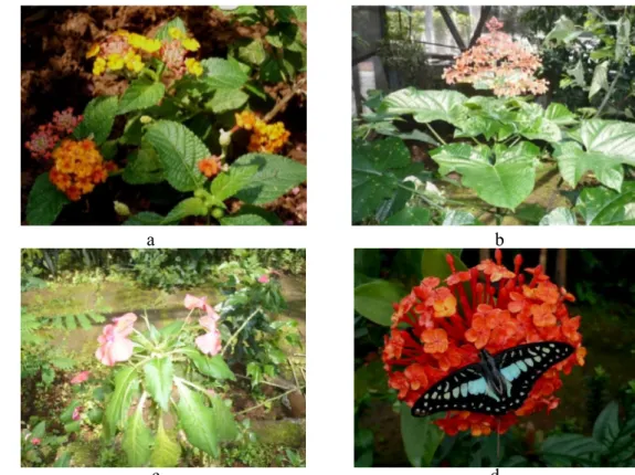 Gambar 10  Tanaman bunga pakan imago kupu-kupu Graphium. Bunga saliara  (Lantana camara) (a), bunga pagoda (Clerodendrum japonicum) (b), bunga pacar 