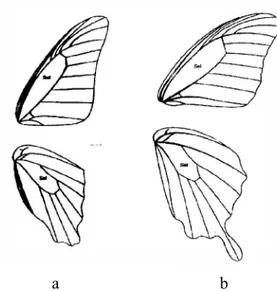Gambar 4   Bentuk dan venasi sayap kupu-kupu famili Papilionidae: Venasi  sayap G. sarpedon (a) dan P