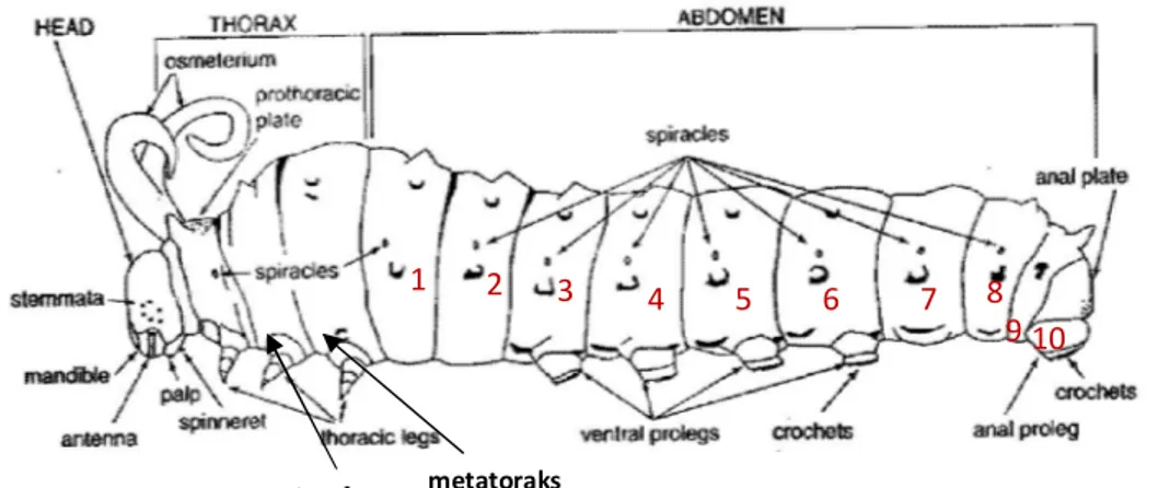 Gambar 7 menunjukan abdomen larva  kupu-kupu terdiri dari 10 ruas. Ruas  tiga  sampai  enam  masing-masing  mempunyai  tungkai  (prolegs)