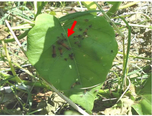 Gambar 2 Kelompok larva Euproctis sp. instar 1 dan 2. 