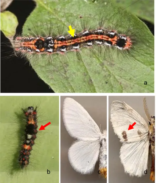 Gambar  3  Larva  Euproctis  instar  5   (a),  instar  3  (b) sayap  imago  betina  (c)  dan sayap  imago jantan (d)