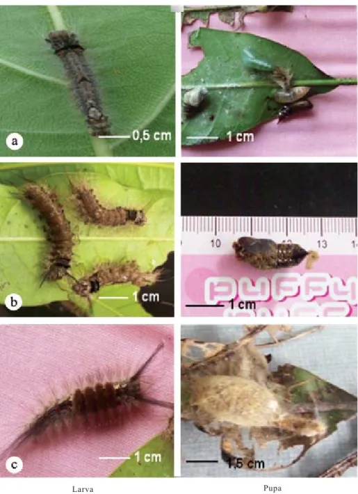 Gambar 2. Bentuk larva dan pupa empat jenis ulat bulu yang menyerang tanaman mangga di Probolinggo, Jawa Timur: (a)  Arctornis submarginata, (b) Lymantria marginalis dan L