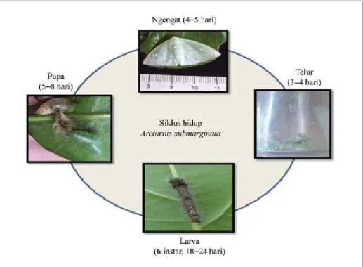 Tabel 1.   Spesies ulat bulu yang menyerang tanaman mangga di Probolinggo dan tingkat serangannya.