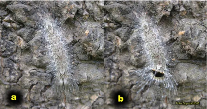 Gambar 1. Ulat bulu Arctornis sp. pada batang pohon mangga;  