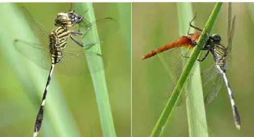 Gambar 3. Orthetrum sabina sedang memakan lalat (kiri) atau capung lain (kanan)