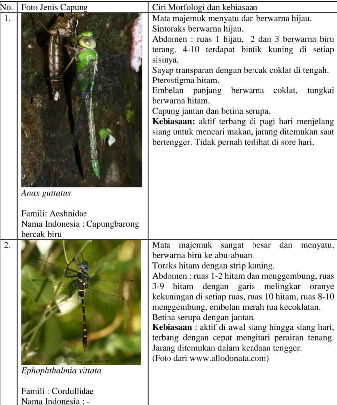 Tabel 4.  Foto, ciri morfologi, serta kebiasaan jenis-jenis capung yang ditemukan  di Jogja Adventure Zone