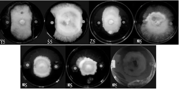 Gambar 2.   Hasil uji antagonis in vitro Colletotrichum sp. dengan isolat bakteri endofit pada hari ketujuh: (A)